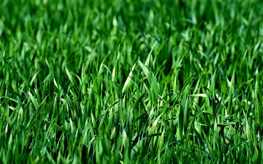 EPHA position on the European Commission’s 7th Environment Action Programme