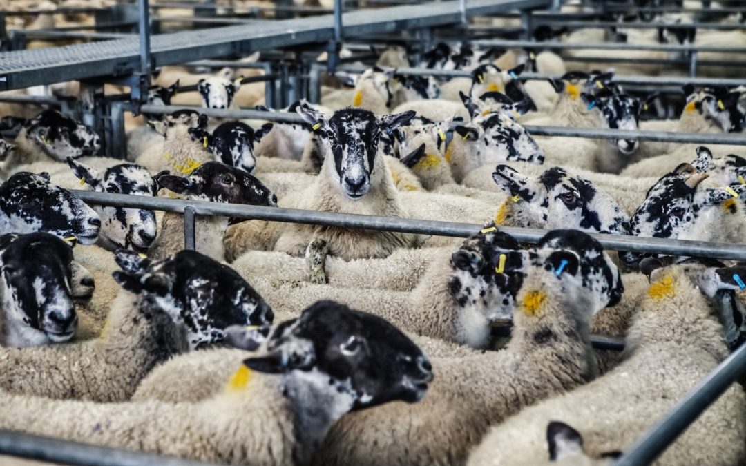 No more antibiotics for healthy animals?