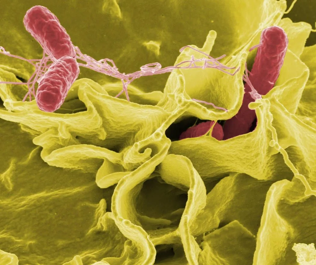 Look at the mess we’re in! A Canadian take on AMR