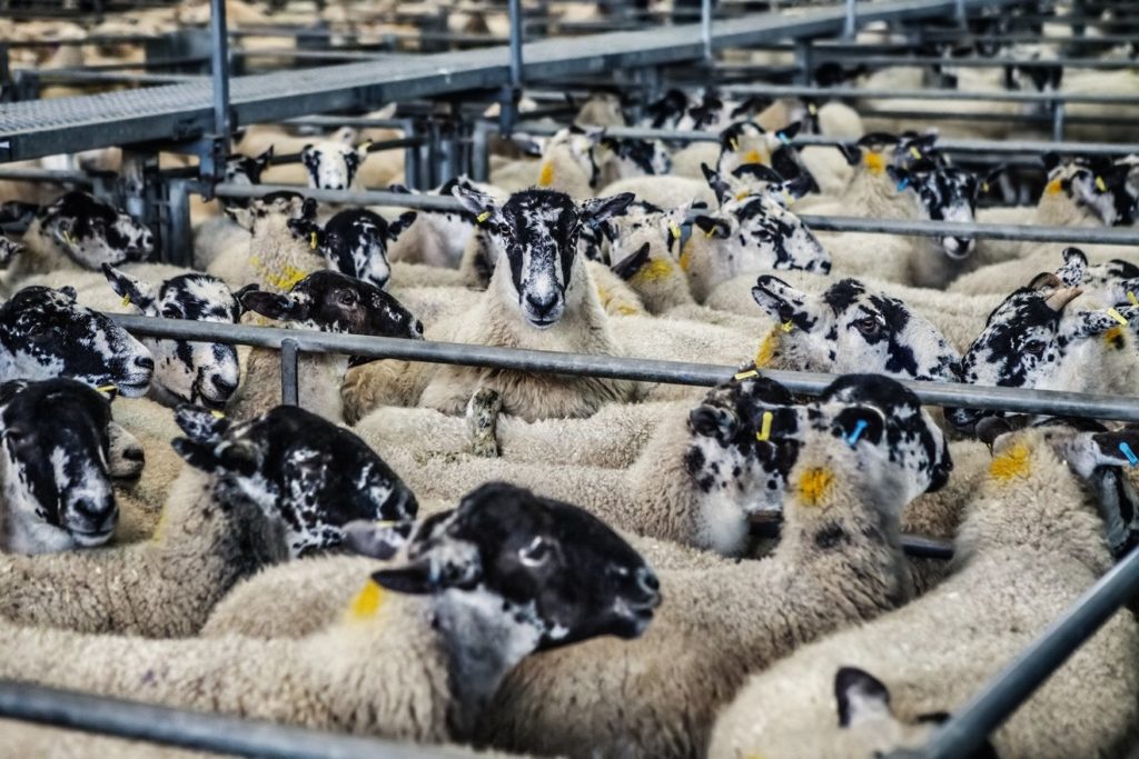 NGOs call on Rapporteurs to support strong measures to tackle farm antibiotic overuse