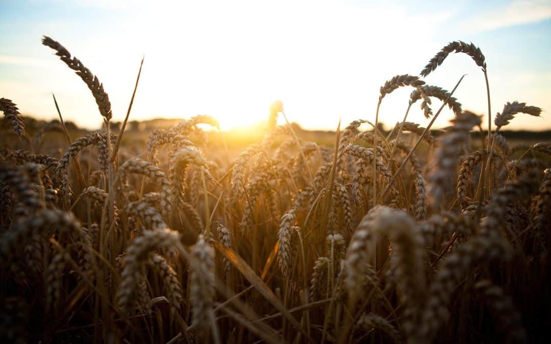 Joint Statement I Reform of European Agricultural Policies: Good Food, Good Farming – Now