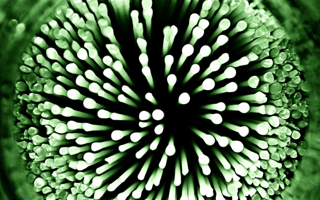 Prevention is better than cure: Europe’s chance to act on AMR is now