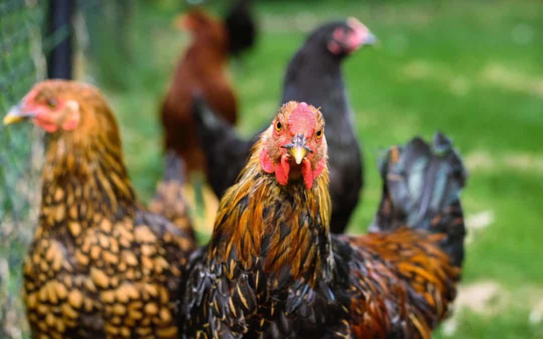 Joint Letter I Less and better: Call for policy action on animal farming