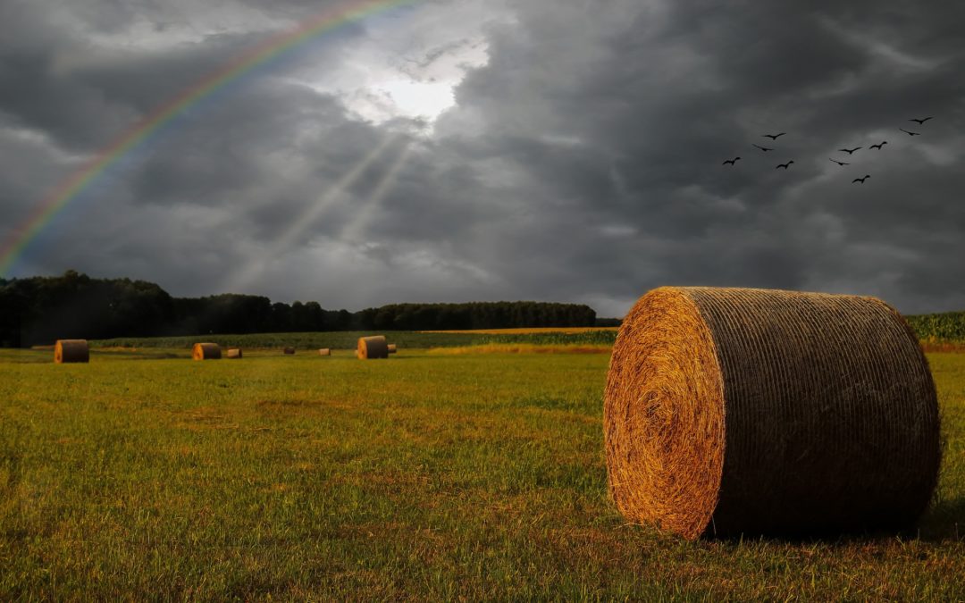 Reinventing the Food System