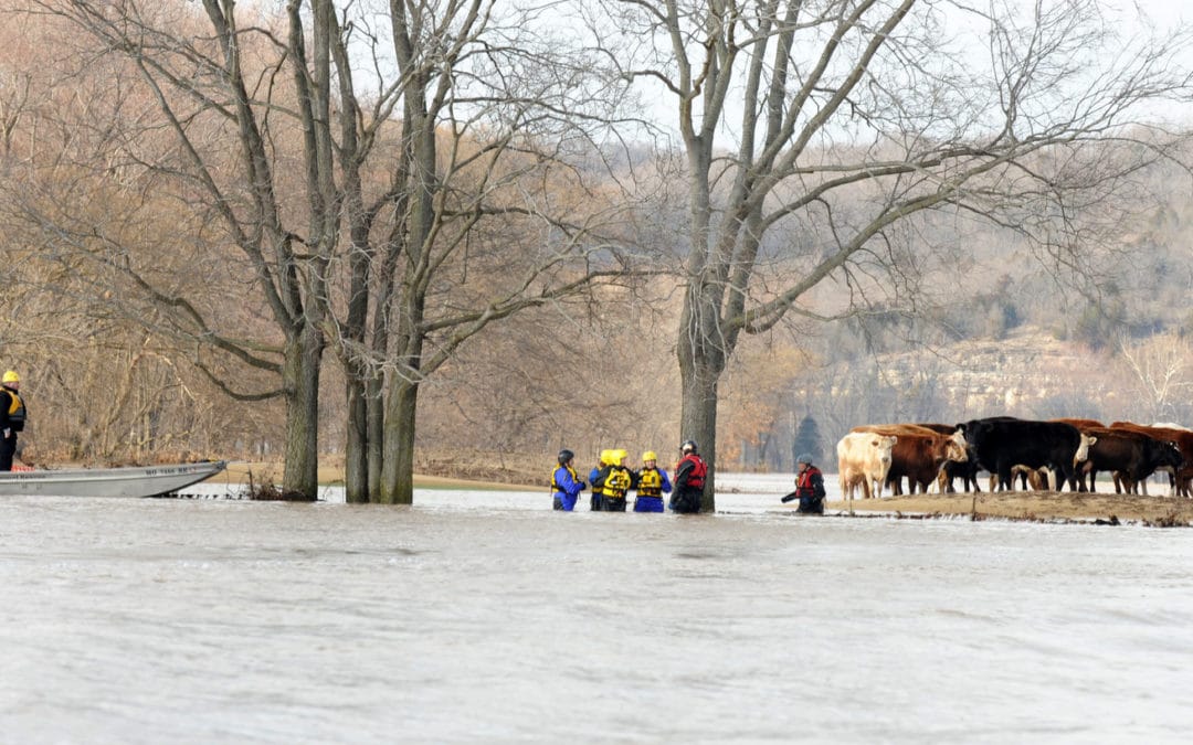 Healthy and sustainable diets: we need action now