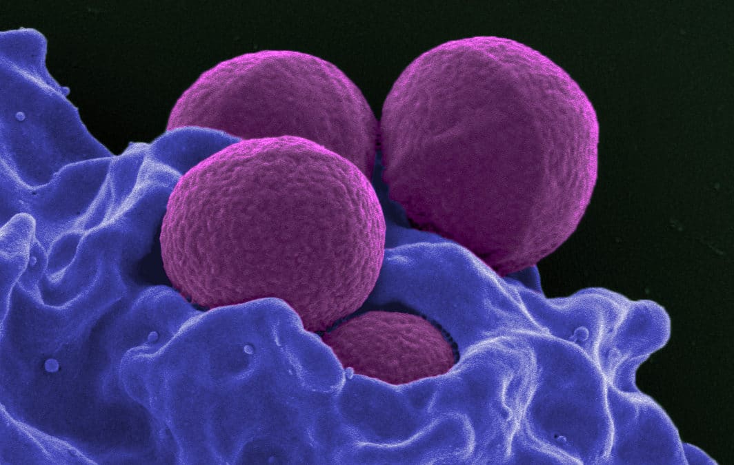 MEPs join new Interest Group to tackle Antimicrobial Resistance