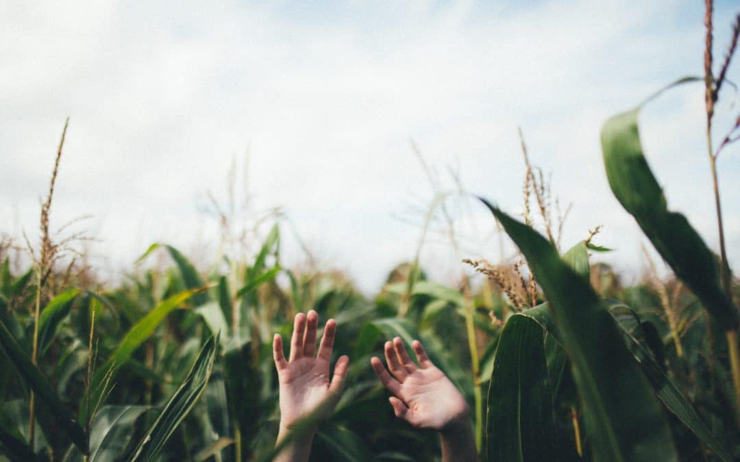 Recipe for a healthy EU Green Deal