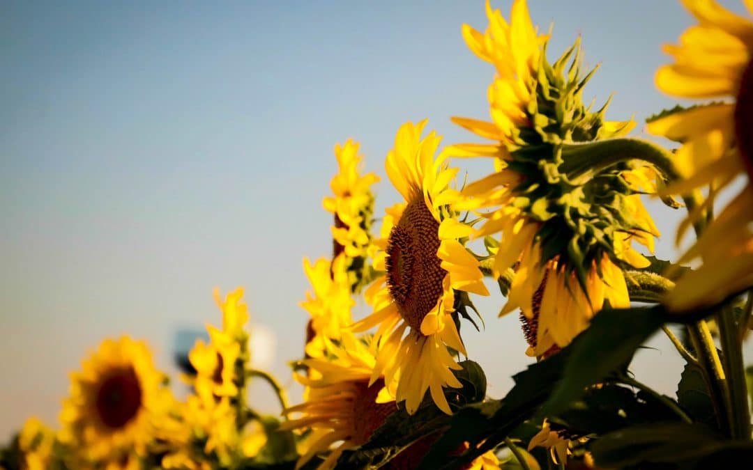 Joint Statement | Prevention at the heart of Europe’s Beating Cancer Plan