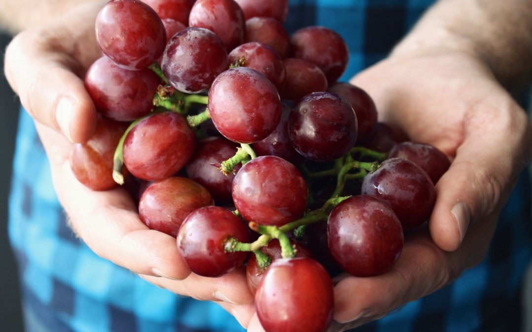 Joint Statement I Without rights for agri-food workers, Europe’s food supplies rest on shaky grounds