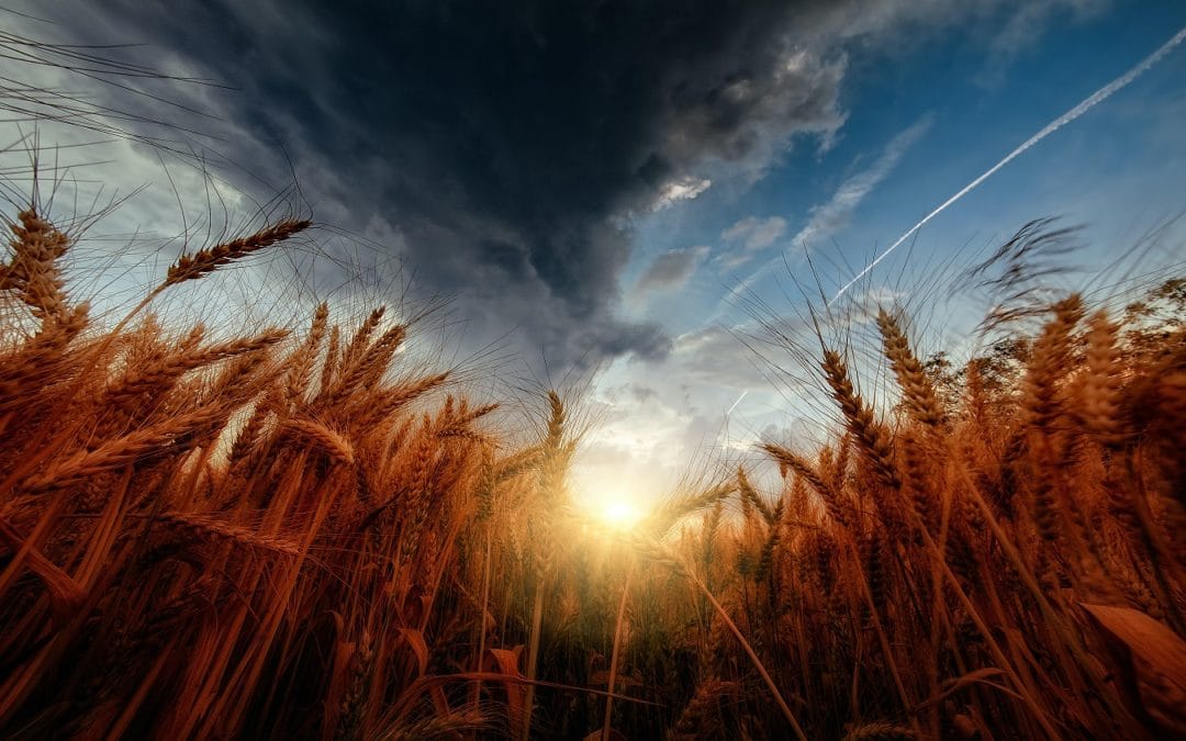 A silent revolution: chief scientific advisors breathe life into EU food policy