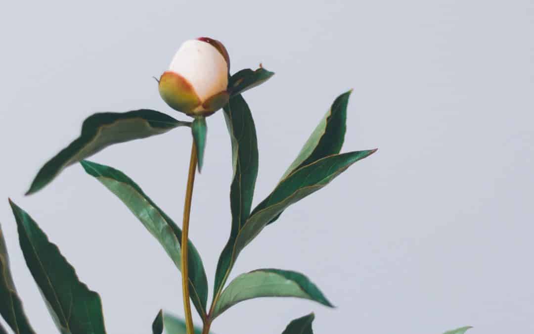 Staff mental health protection in time of pandemic