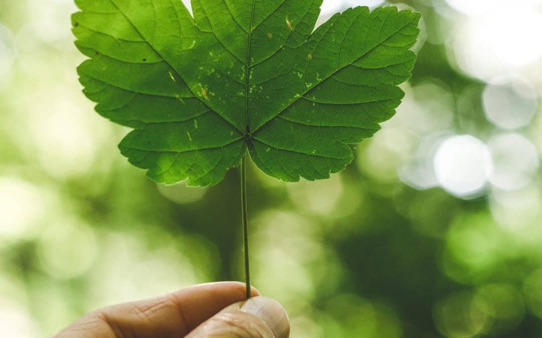 A Healthy European Green Deal?