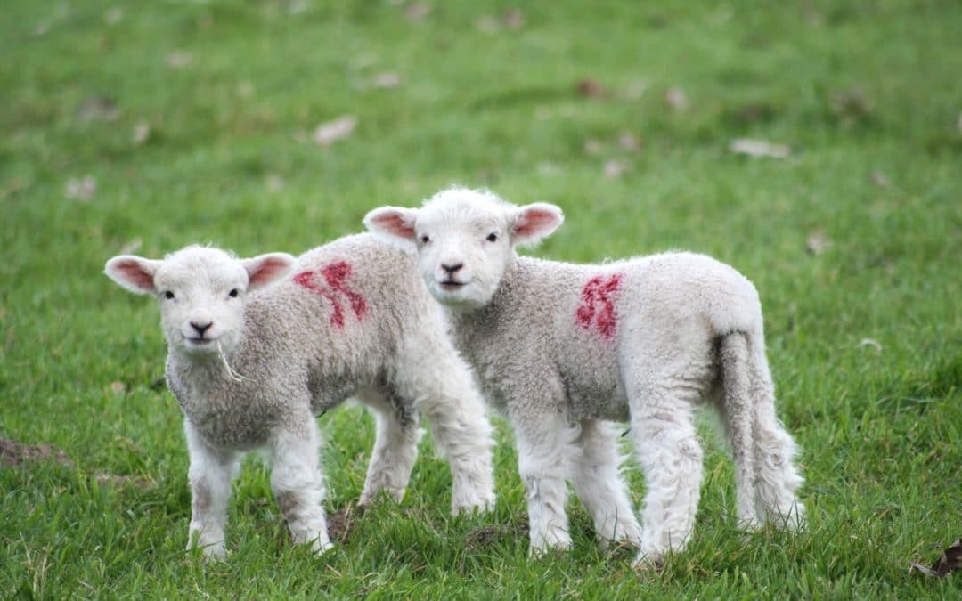 EPHA calls for a One Health Approach in evaluation of EU animal welfare legislation