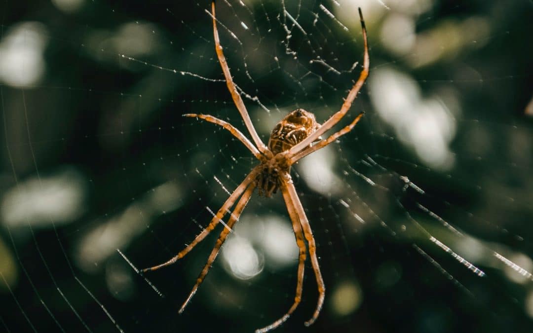 EU-Mercosur: deforestation’s toll on public health