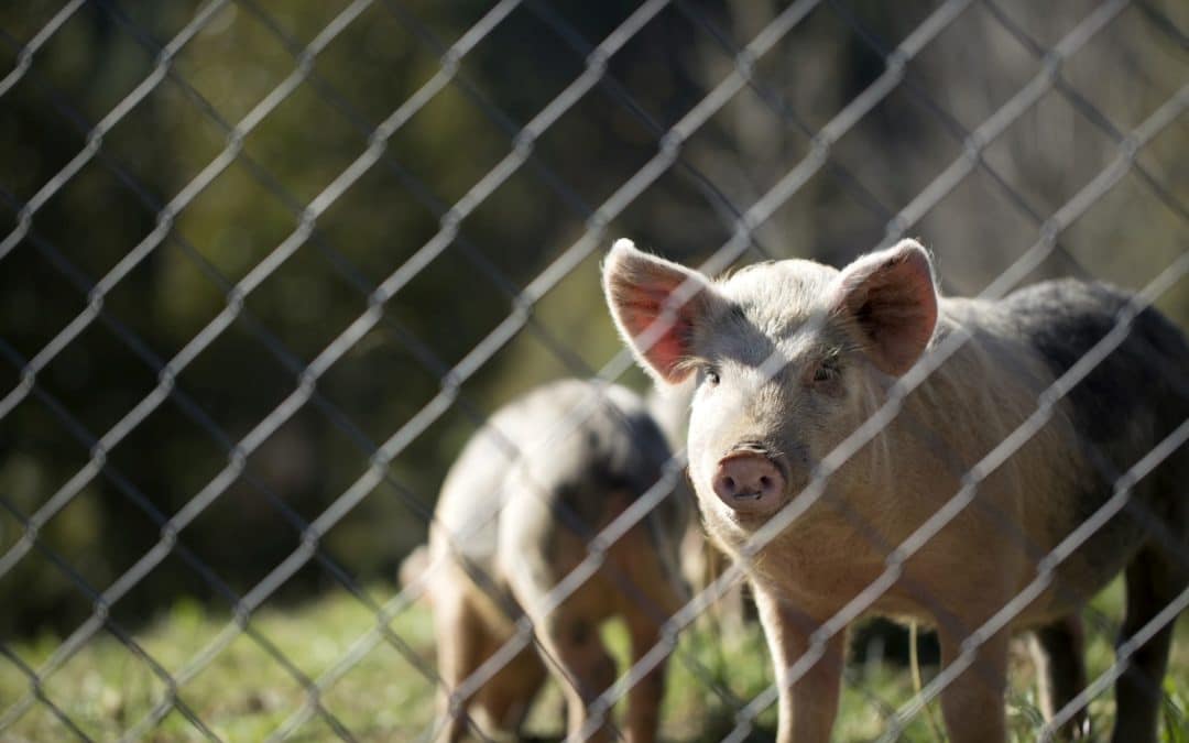 Tackling the dependence of EU food systems on antimicrobials