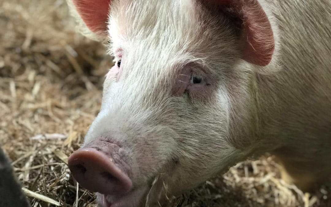 Ensuring responsible antimicrobial use in EU food production