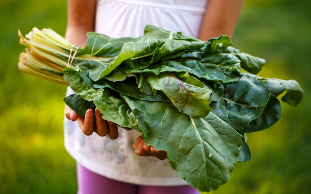 Diet and Food Systems for Health, Climate and Planet — Briefing