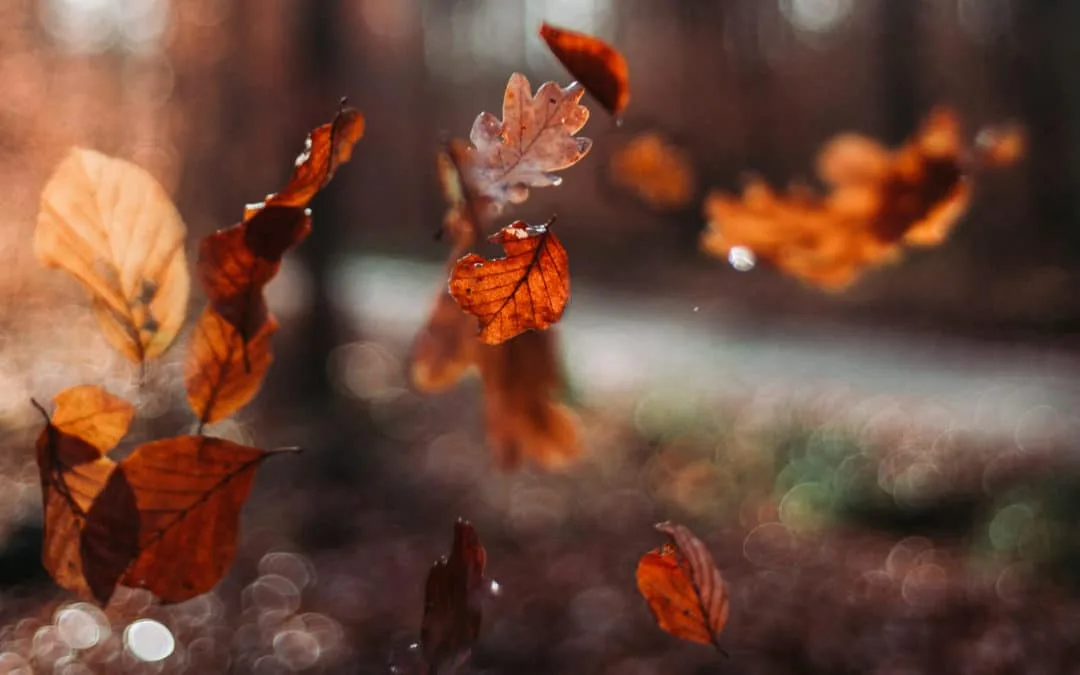 Inhaling the colours of autumn: heating and clean air in Poland
