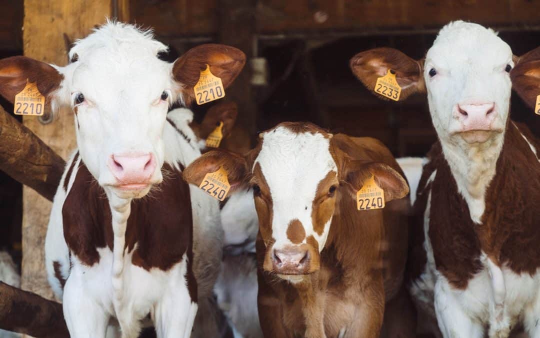 A systems shift in animal farming is essential to stop antimicrobial resistance