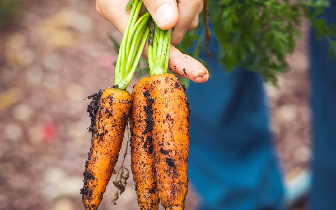 Better health around the corner? A rapid assessment of five national CAP strategic plans