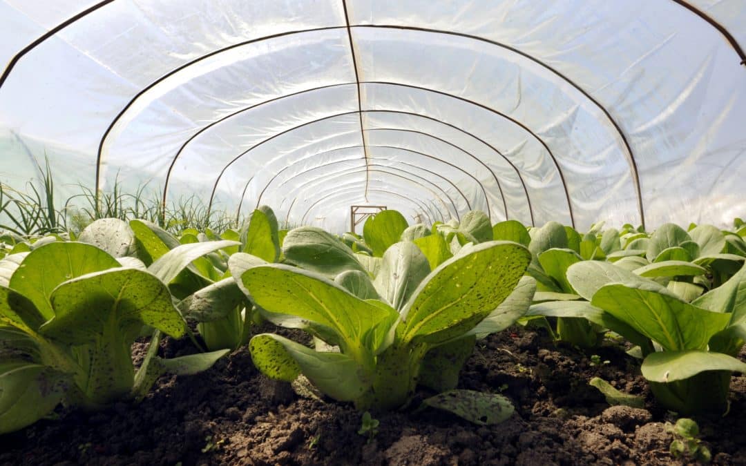 Sustainable Food Systems: CSOs call for renewed commitment from the Commission