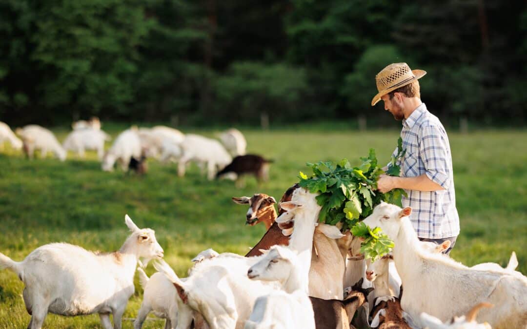 One Health in action: addressing antimicrobial resistance