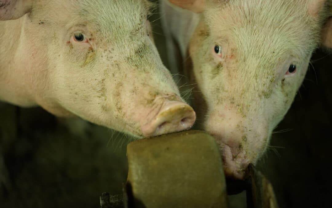 What can agri-food systems do to drastically reduce their dependence on antibiotic use?