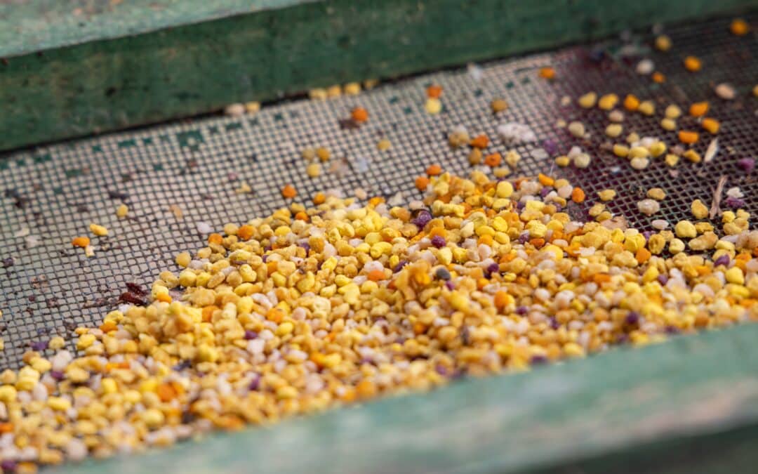 Food security beyond production: what Europe’s agri-food debate risks overlooking