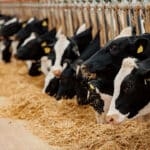 More than just a stakeholder perspective: Health should define livestock resilience in post-2027 CAP